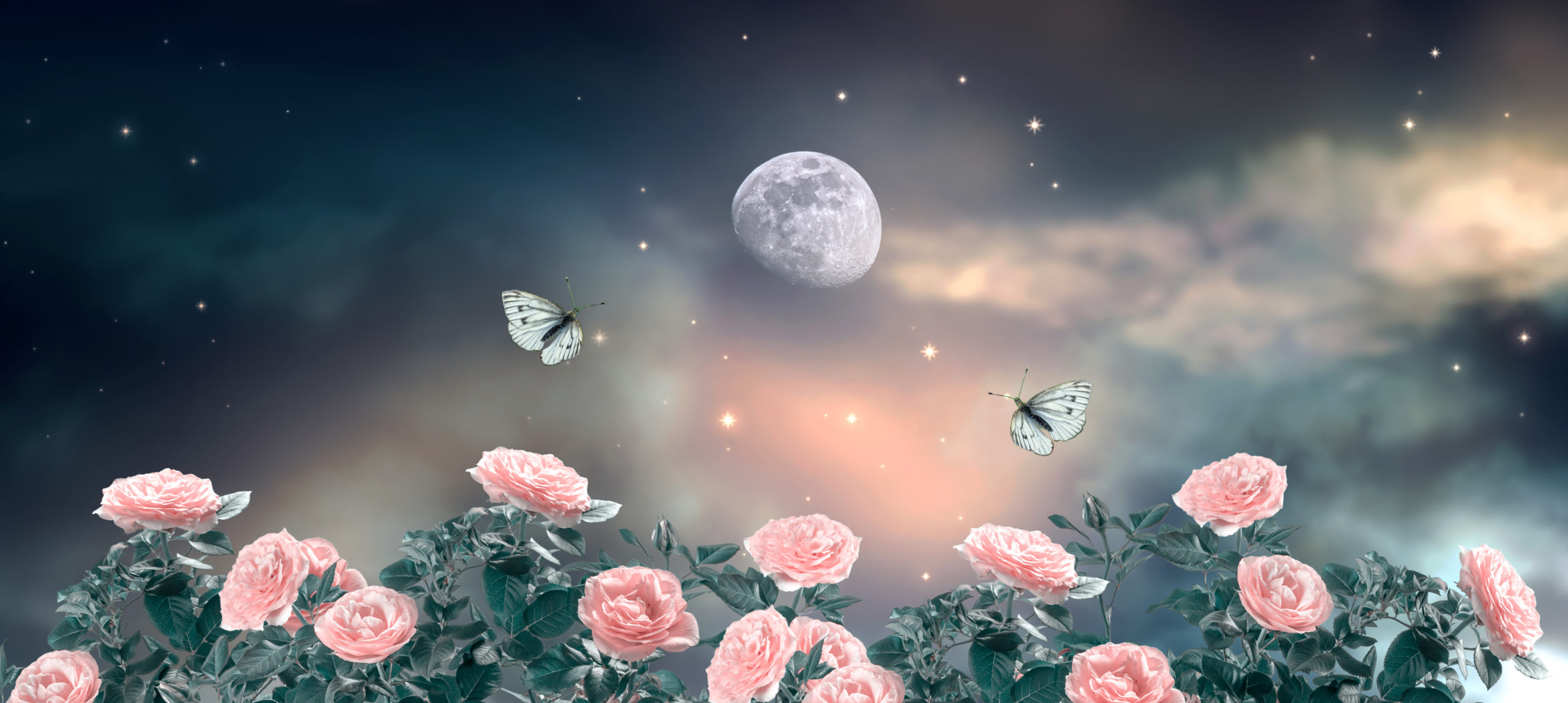 秋の月夜と花と蝶々　PictCloudスキャンサービス