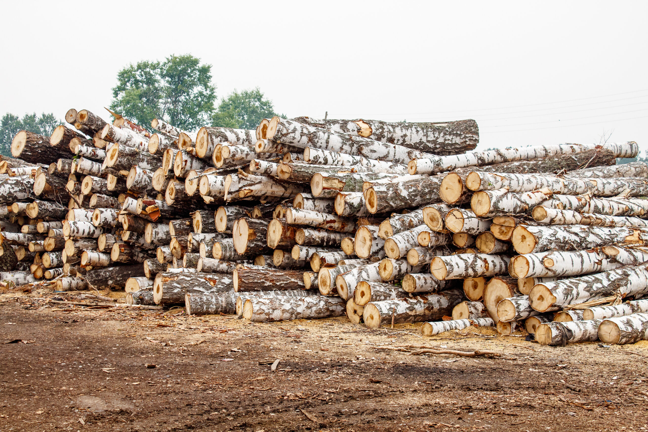 birch logs ready for transportation in logging in russian